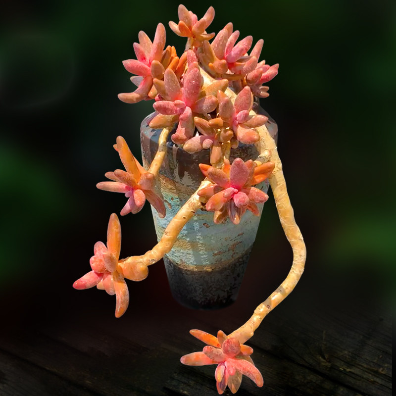 红手指多肉植物一物一拍小老桩绿植花卉向阳派多肉园艺