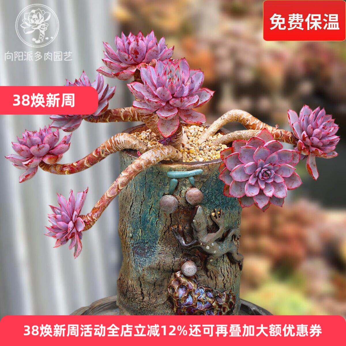 赫拉多肉植物三仙晚霞杂莲座一物一拍阳台绿植花卉盆栽向阳派园艺