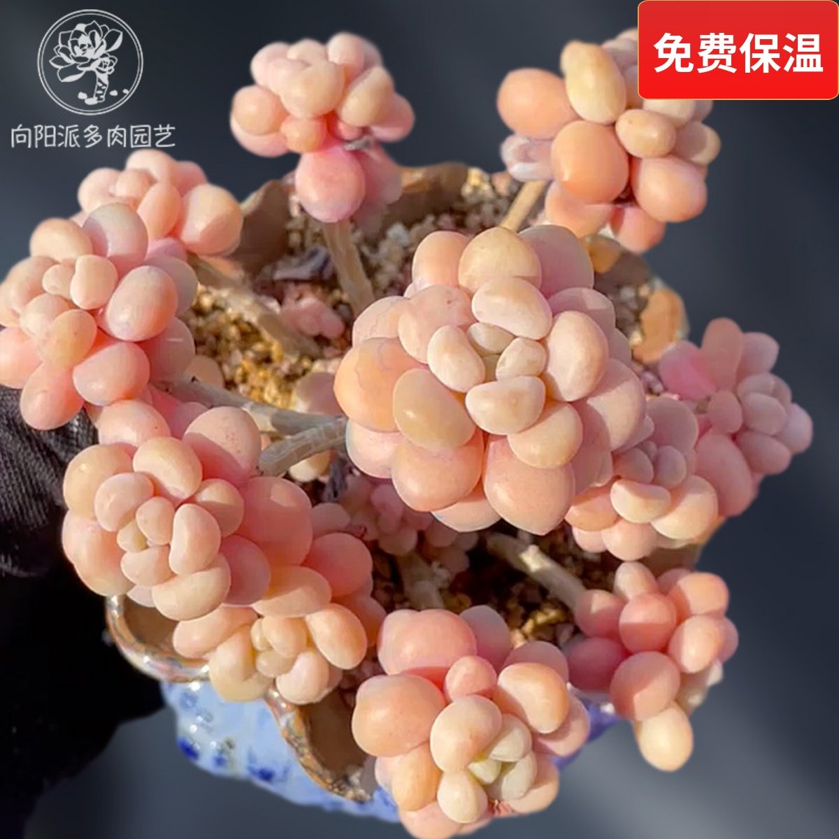 一物一拍洛可可鱼子酱大群精品贵货多肉植物老桩花卉直播向阳派