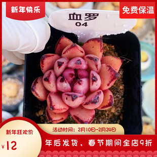 云南精品血罗东云杂交罗密欧香槟Q橙万宝龙多肉一物一拍带盆栽好