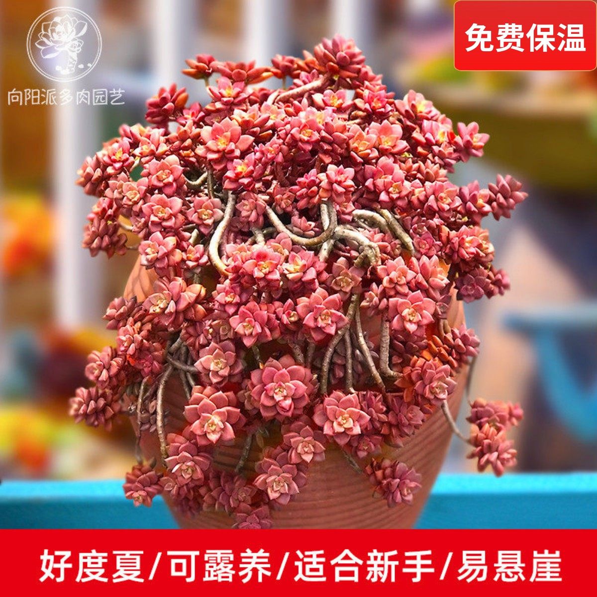 姬胧月一物一拍向阳派容易养护老桩悬崖多肉植物阳台窗台基地园艺,鲜花速递/花卉仿真/绿植园艺,多肉植物,淘宝优惠券,粉丝福利购,淘宝优惠卷