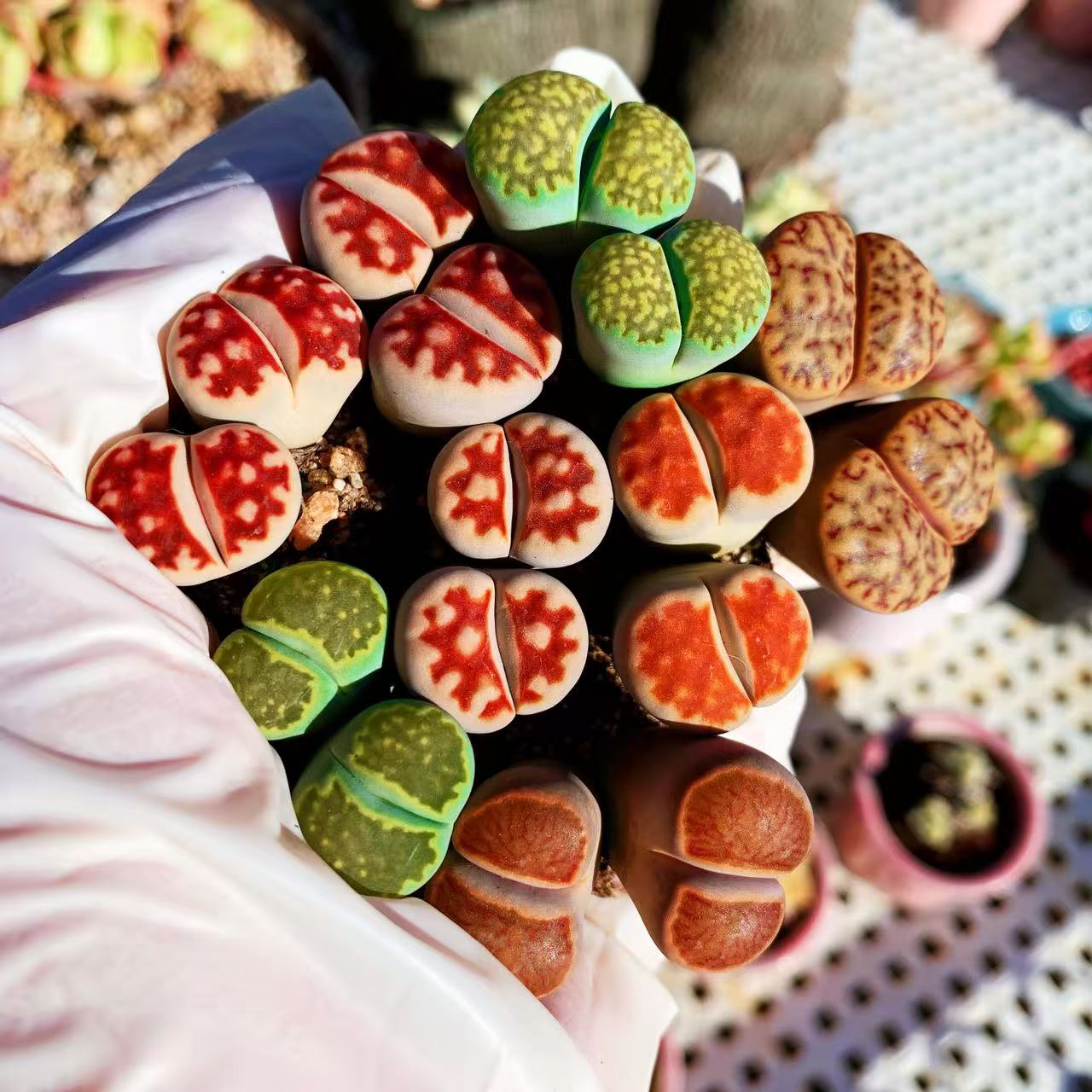 生石花母本双头一物一拍当年开花番杏科大屁股菊纹章日轮玉荒玉