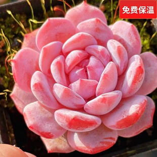 云南精品星星橙橙梦露优选杂交粉色肥嘟嘟萌多肉植物一物一拍