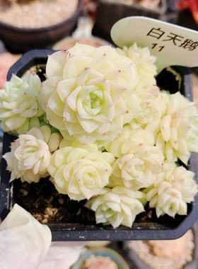 韩系精品白天鹅麦秆群一物一拍多肉植物萌肉油腻透亮老桩向阳派