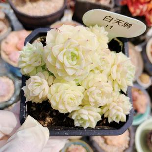 韩系精品白天鹅麦秆群一物一拍多肉植物萌肉油腻透亮老桩向阳派