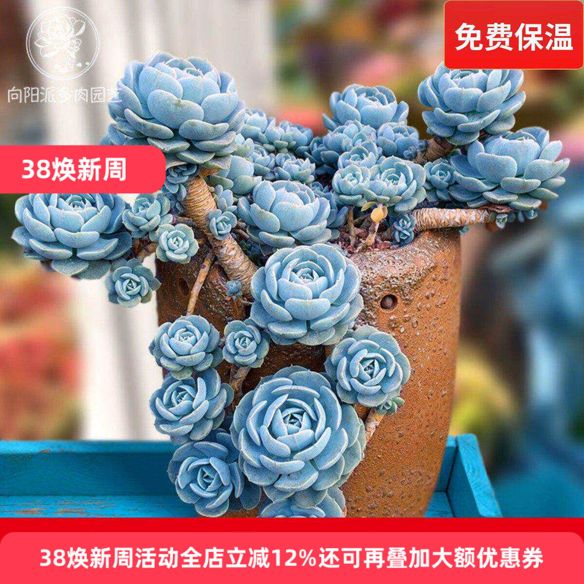 鲁氏石莲粉鲁安娜玫瑰群生老桩一物一拍多肉植物绿植花卉向阳派