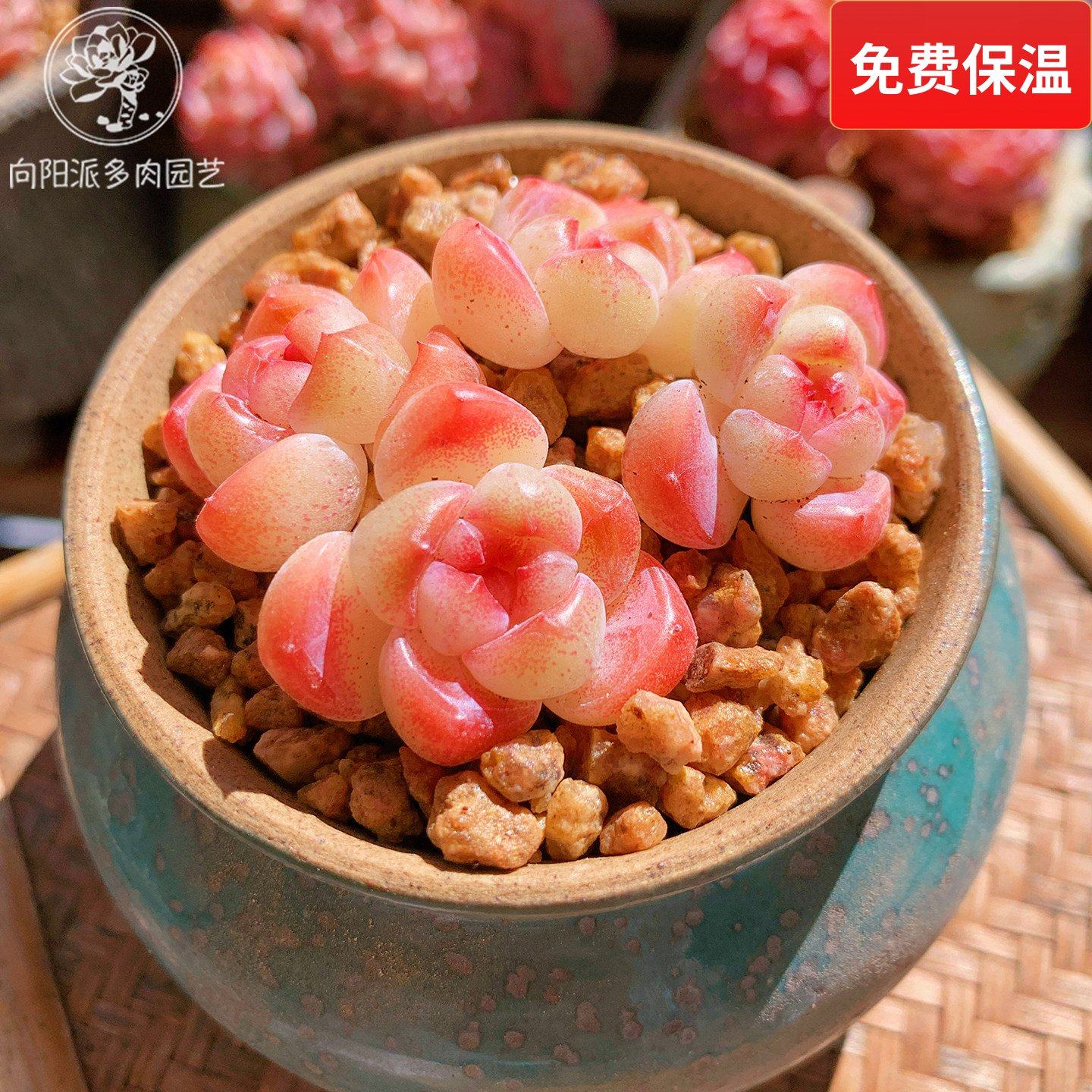 云南精品明镜多肉植物一物一拍小老桩群糖心透亮油腻包子肥向阳派