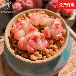 云南精品明镜多肉植物一物一拍小老桩群糖心透亮油腻包子肥向阳派