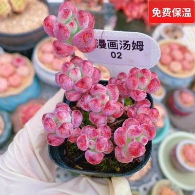 精品汤姆漫画老桩多肉一物一拍