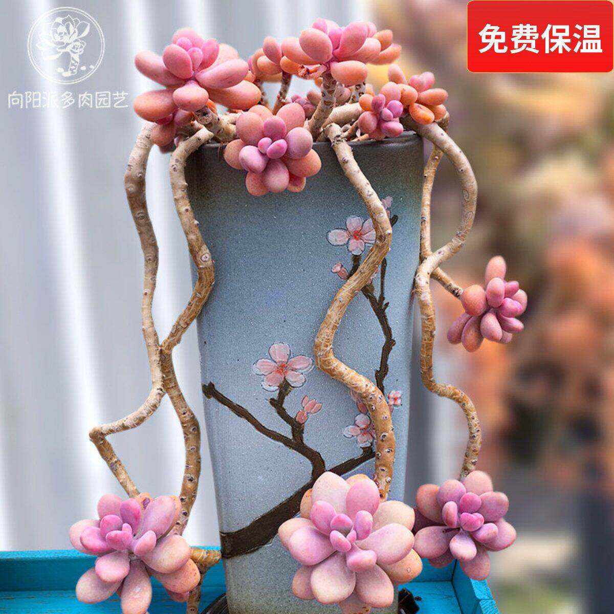 圆滚滚桃蛋一物一拍控养桃之卵悬崖老桩热门多肉植物精品向阳派