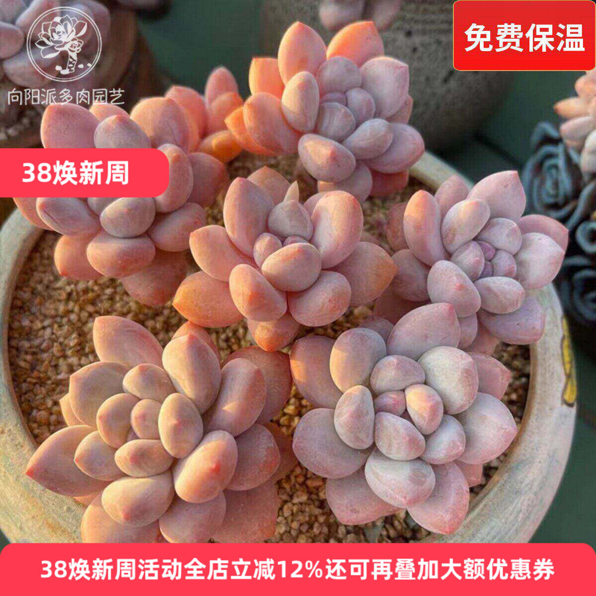 网红香水韩国精品贵货皮实多肉植物一物一拍小老桩肥嘟嘟向阳派