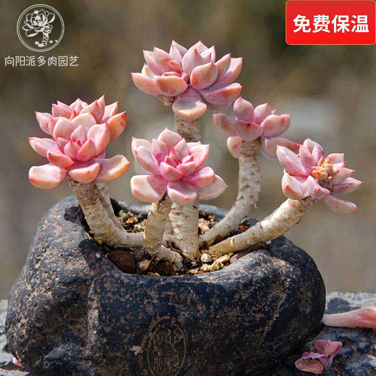 红粉佳人一物一拍浪漫好度夏露养多肉植物禅意造型老桩直播向阳派