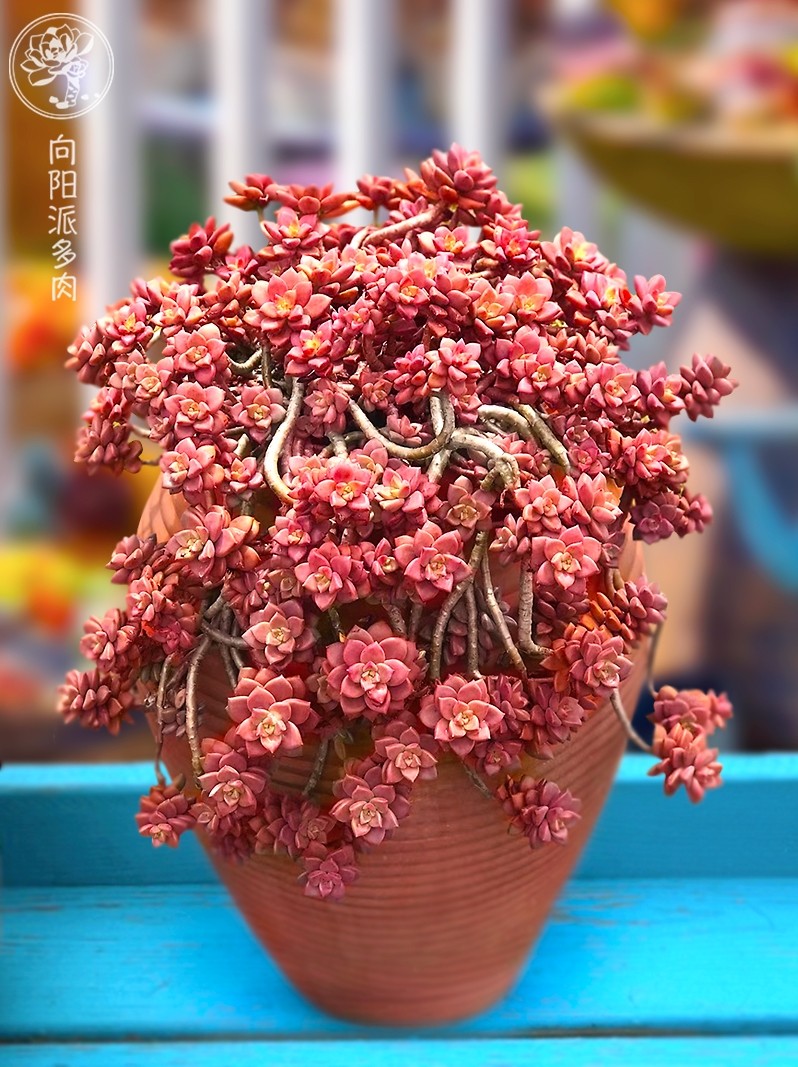 姬胧月一物一拍向阳派容易养护老桩悬崖多肉植物阳台窗台基地园艺