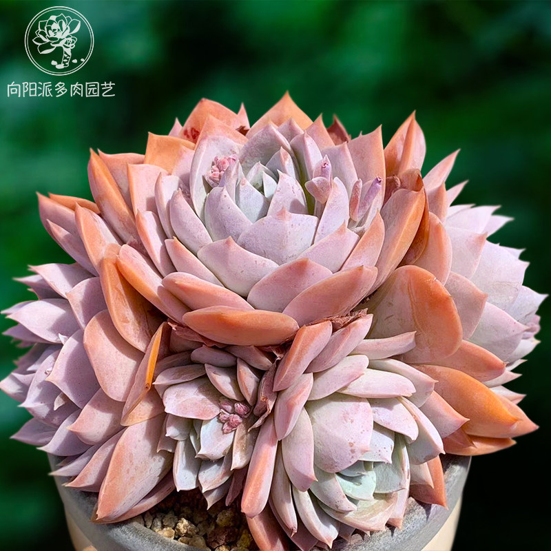 木樨甜心多肉植物群生一物一拍昆明云南好养绿植花卉向阳派园艺