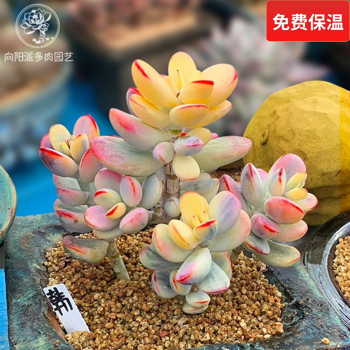 精品贵货乒乓福娘锦自然出锦多肉植物一物一拍向阳派基地,鲜花速递/花卉仿真/绿植园艺,多肉植物,淘宝优惠券,粉丝福利购,淘宝优惠卷