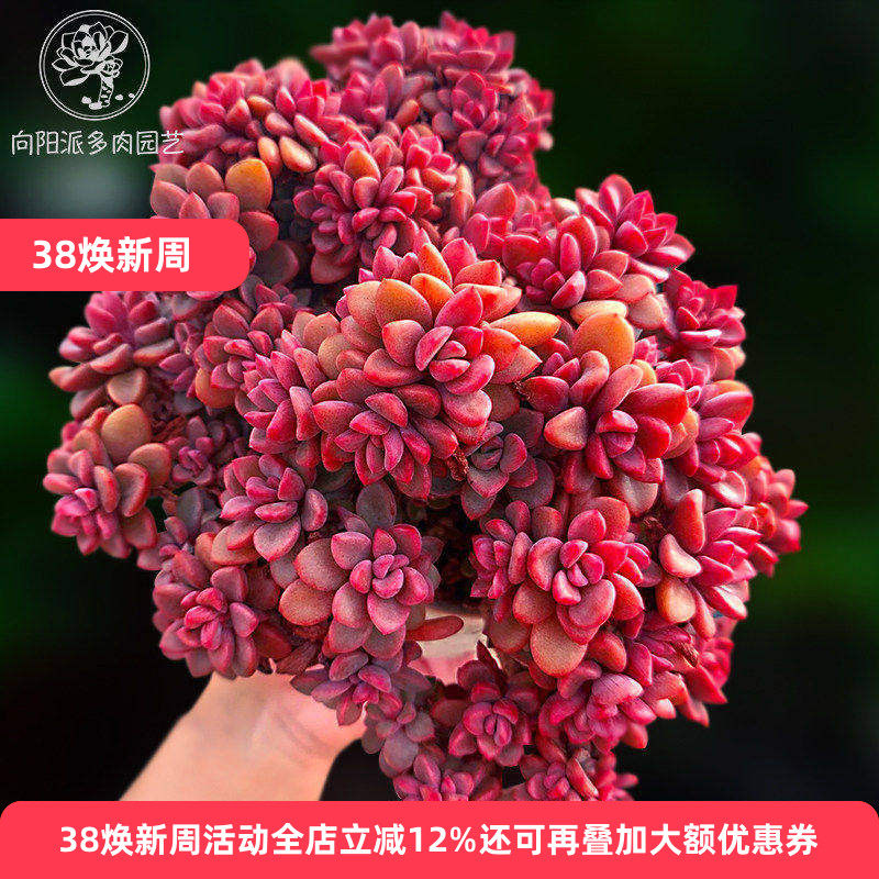 紫心群生小老桩多肉植物一物一拍带盆栽好养满包邮向阳派园艺种植