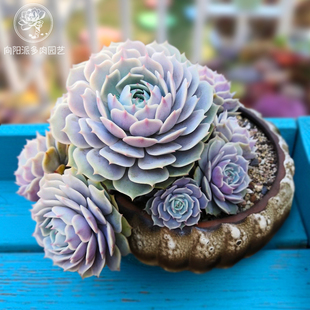 露娜莲精品热门仙气多肉植物一物一拍绿植花卉盆栽种植向阳派园艺