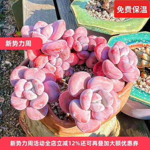 精品粉兔老桩多肉植物一物一拍