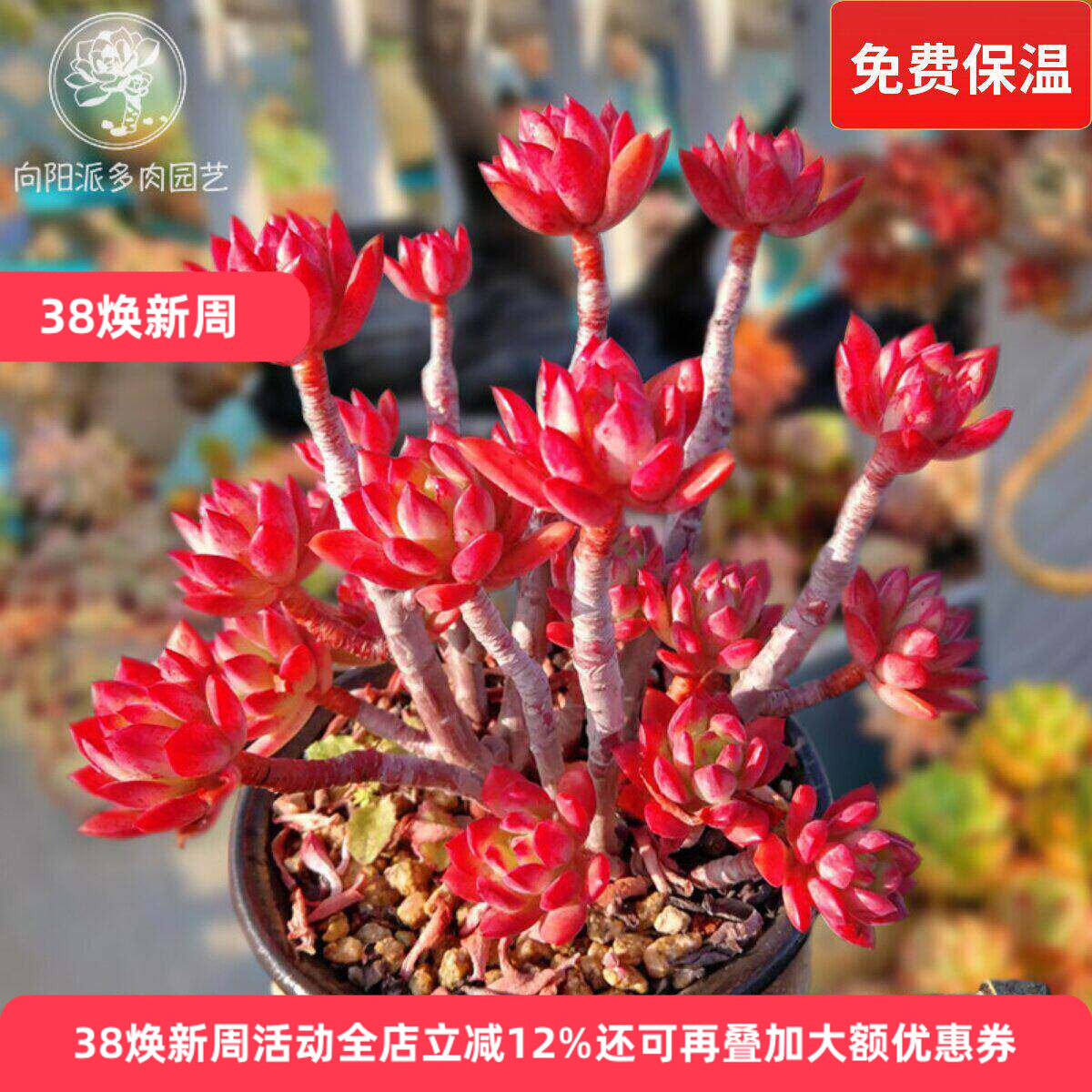 红稚莲经典红色多肉植物小老桩一物一拍趣味阳台花卉绿植向阳派