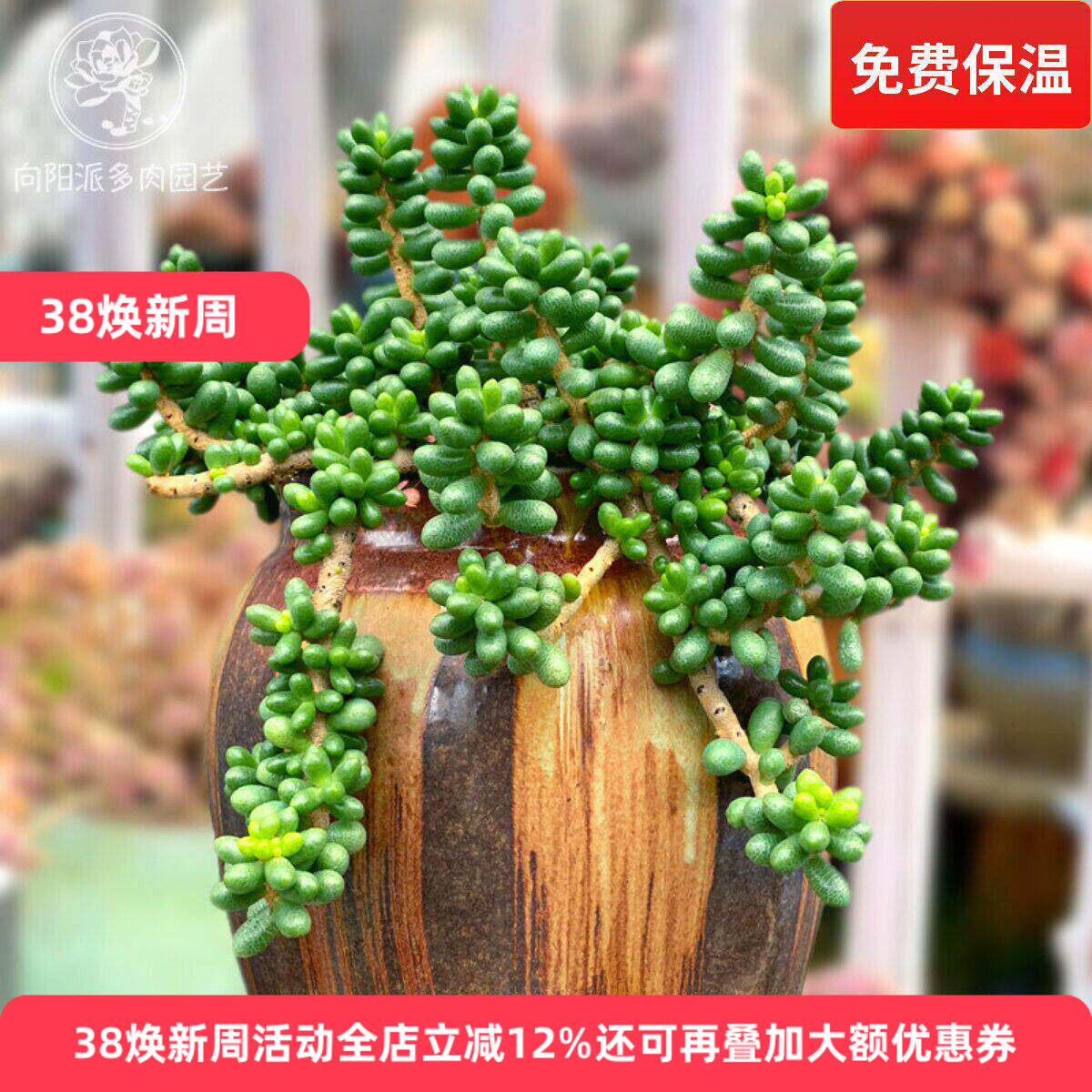 绿龟之卵龟蛋多肉植物一物一拍群生多头绿植花卉向阳派园艺