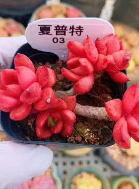 云南精品夏普特多肉植物一物一拍带盆栽好好养红色老桩向阳派