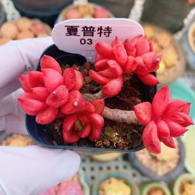 云南精品夏普特多肉植物一物一拍