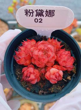 云南精品粉黛娜红色多肉植物一物一拍小萌肉带盆栽好老桩向阳派