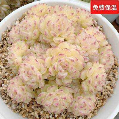 云南精品优选小脸朵朵麦秆群