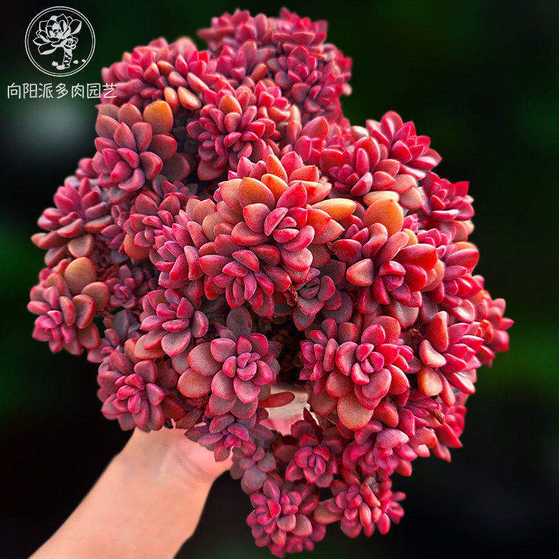 紫心群生小老桩多肉植物一物一拍带盆栽好养满包邮向阳派园艺种植
