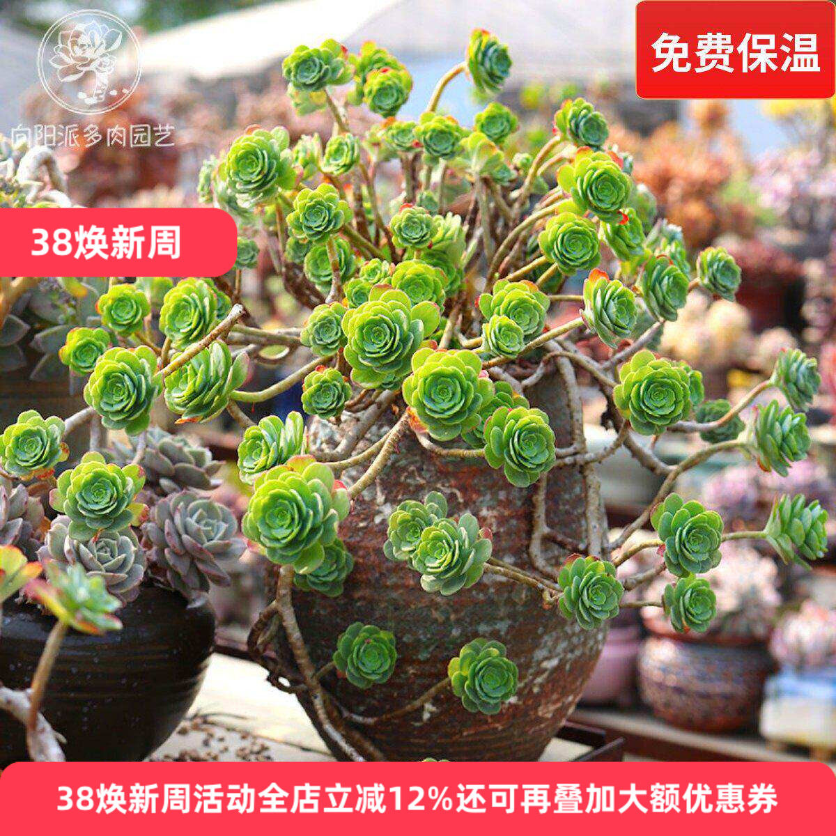 圆叶薄化妆精品造型一物一拍老桩多肉植物仙气绿植花卉向阳派园艺