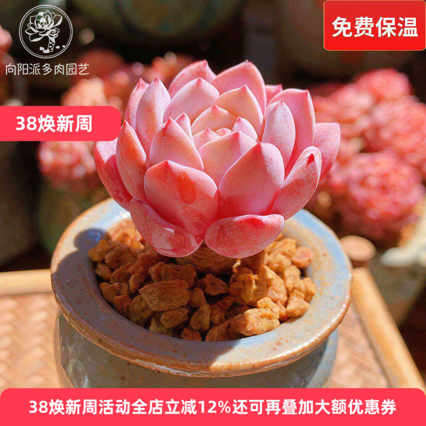 云南精品拉菲血斑厚粉小老桩多肉植物一物一拍带盆栽好状态好养