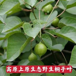 贵州新鲜桐子叶粑粑叶现摘桐子树叶油桐树叶桐梓叶麦吧