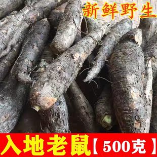 新鲜野生入地老鼠钻地老鼠白古首花头紫茉莉根中药材500g包邮