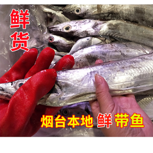 渤海湾烟台野生新鲜大带鱼刀鱼新鲜大带鱼刀鱼非冷冻 1斤2条 包邮