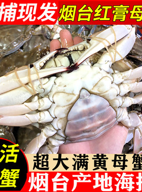莱州飞蟹鲜活红膏蟹野生母蟹梭子蟹鲜活特大海螃蟹全母满膏黄海鲜