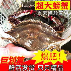 【保鲜不保活】莱州湾梭子蟹特大螃蟹海蟹飞蟹满黄红膏母蟹螃蟹