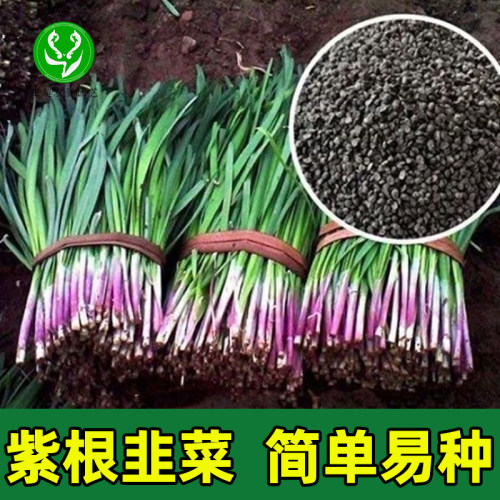 韭菜种子籽简单易种正品多茬采收