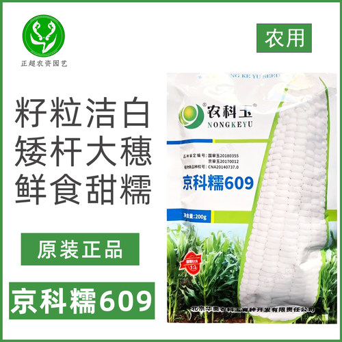 京科糯609白甜糯玉米种子大棒高产抗病耐热耐寒大田基地种植种籽