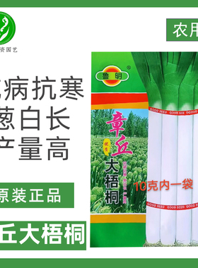 章丘大梧桐大葱种子抗病抗寒葱白长产量高生长快速章丘大葱种籽