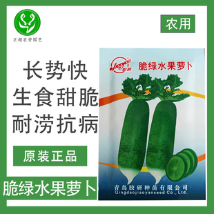 脆绿水果萝卜种子早熟性强植株直立肉质翠绿耐涝抗病高产品质好