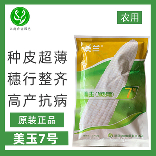 美兰美玉加甜糯7号甜糯玉米种子薄皮鲜食玉米种子不突尖大田农用