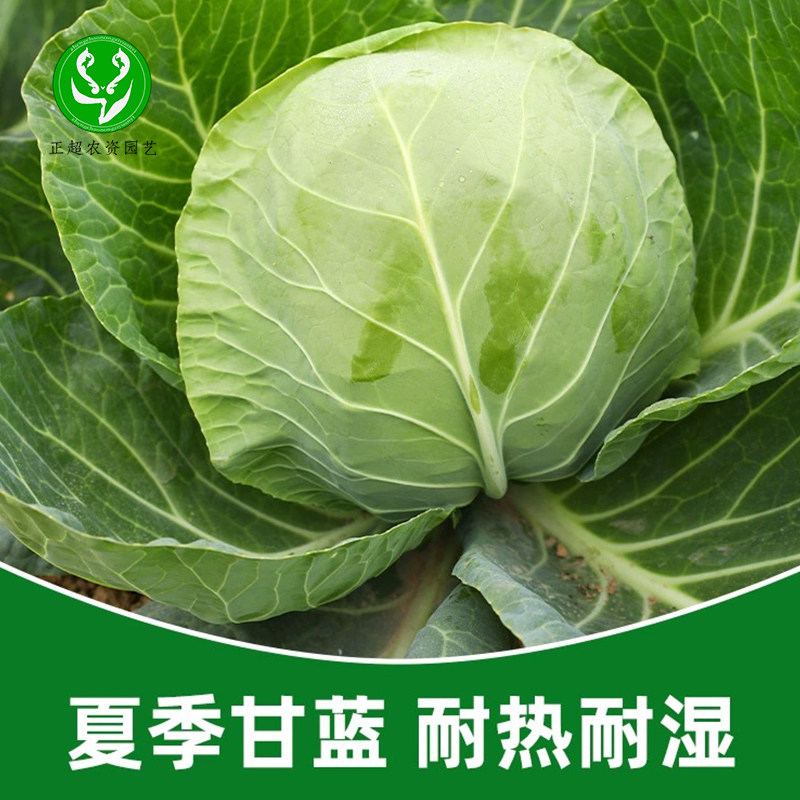 京研宝蓝1号绿甘蓝种子紫甘蓝多福报子种籽球大叶厚原装正品包菜