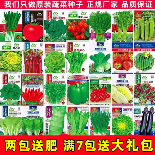 方震四季耐热健康蔬菜易种植