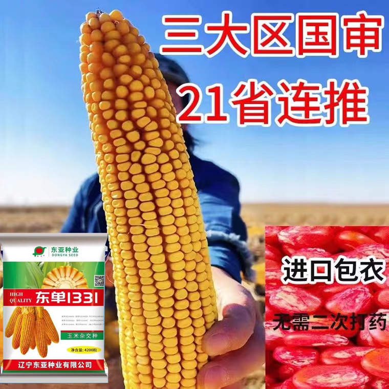 抗倒伏玉米种东亚种业东单1331