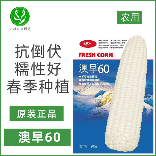 澳早60白甜糯玉米种子高产抗病耐热耐寒南澳大田基地种植种籽孑