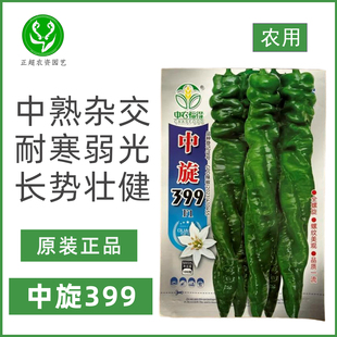 中旋399辣椒种子农用大田基地中熟杂交耐寒抗病高产螺旋辣椒种籽