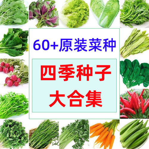 蔬菜种子大全四季蔬菜种子阳台