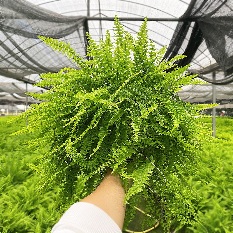 波士顿蕨大盆茂盛四季好养图片
