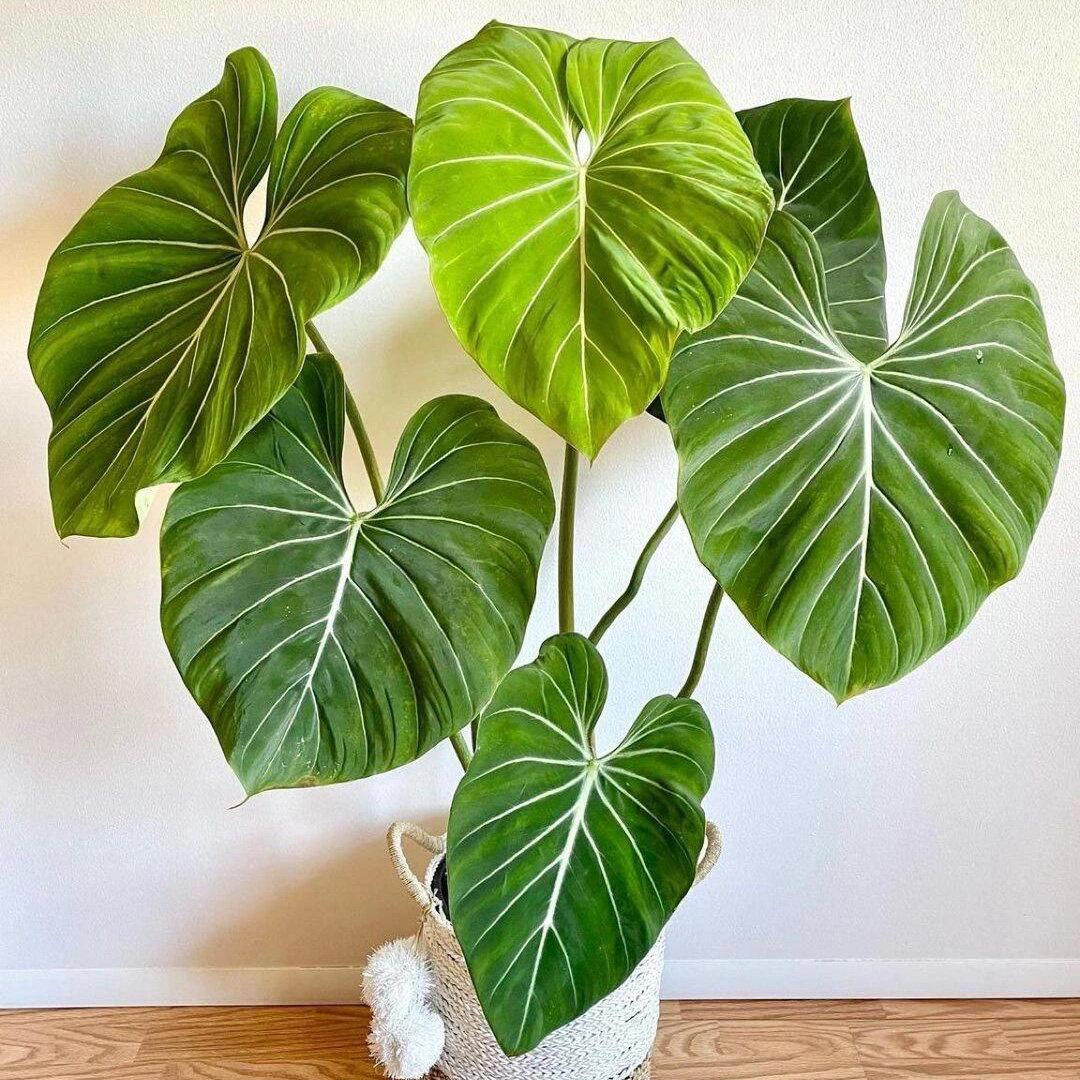 明脉蔓绿绒网红大叶植物