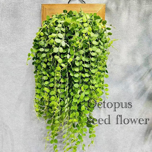 泰国佛珠吊兰垂吊盆栽植物阳台客厅室内绿植四季常青净化空气好养